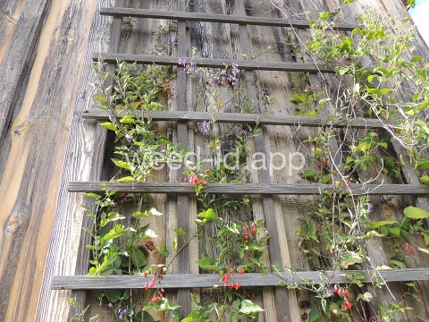 nightshade, bittersweet